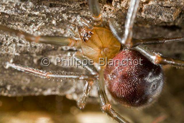 Theridiidae_4202.JPG - France, Paris (75), Araneae, Theridiidae, Araignée, Veuve des villes (Steatoda grossa), femelle, Dark comb-footed spider